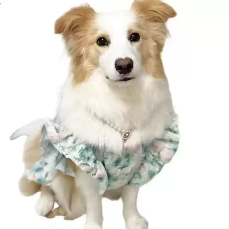 Summer Dog Clothing - Evcil Hayvan Giysileri İlkbahar ve Yaz
