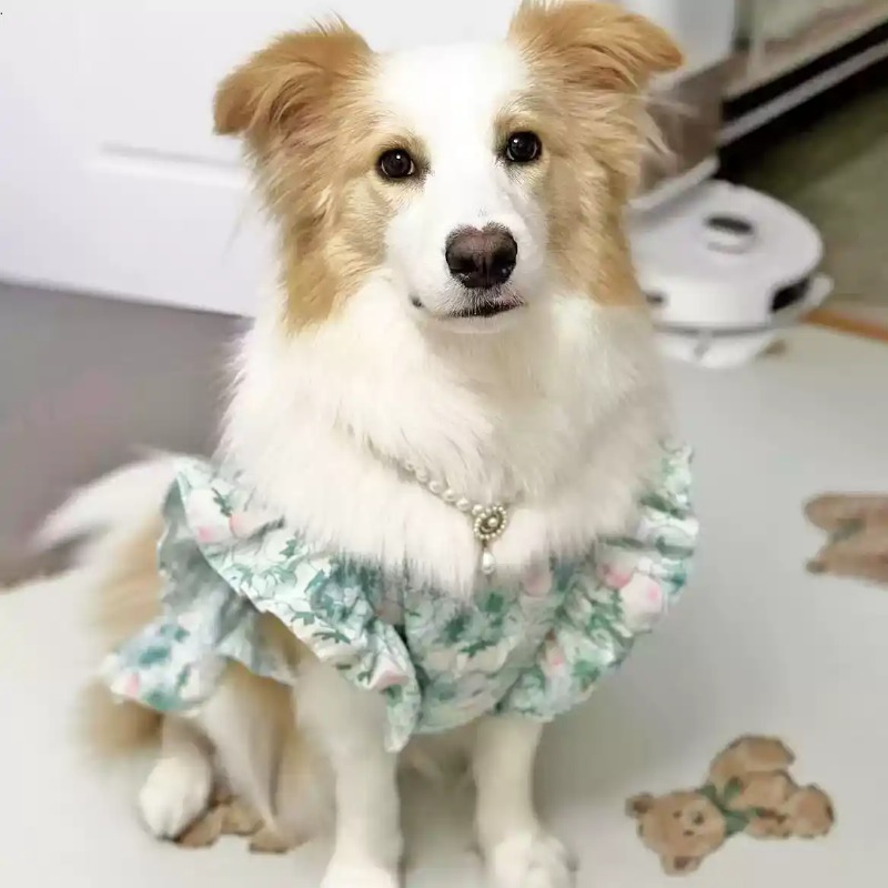 Evcil Hayvan Giysileri İlkbaha - Summer Dog Clothing incelemesi ve fiyatı