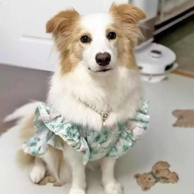 Evcil Hayvan Giysileri İlkbaha - Summer Dog Clothing incelemesi ve fiyatı
