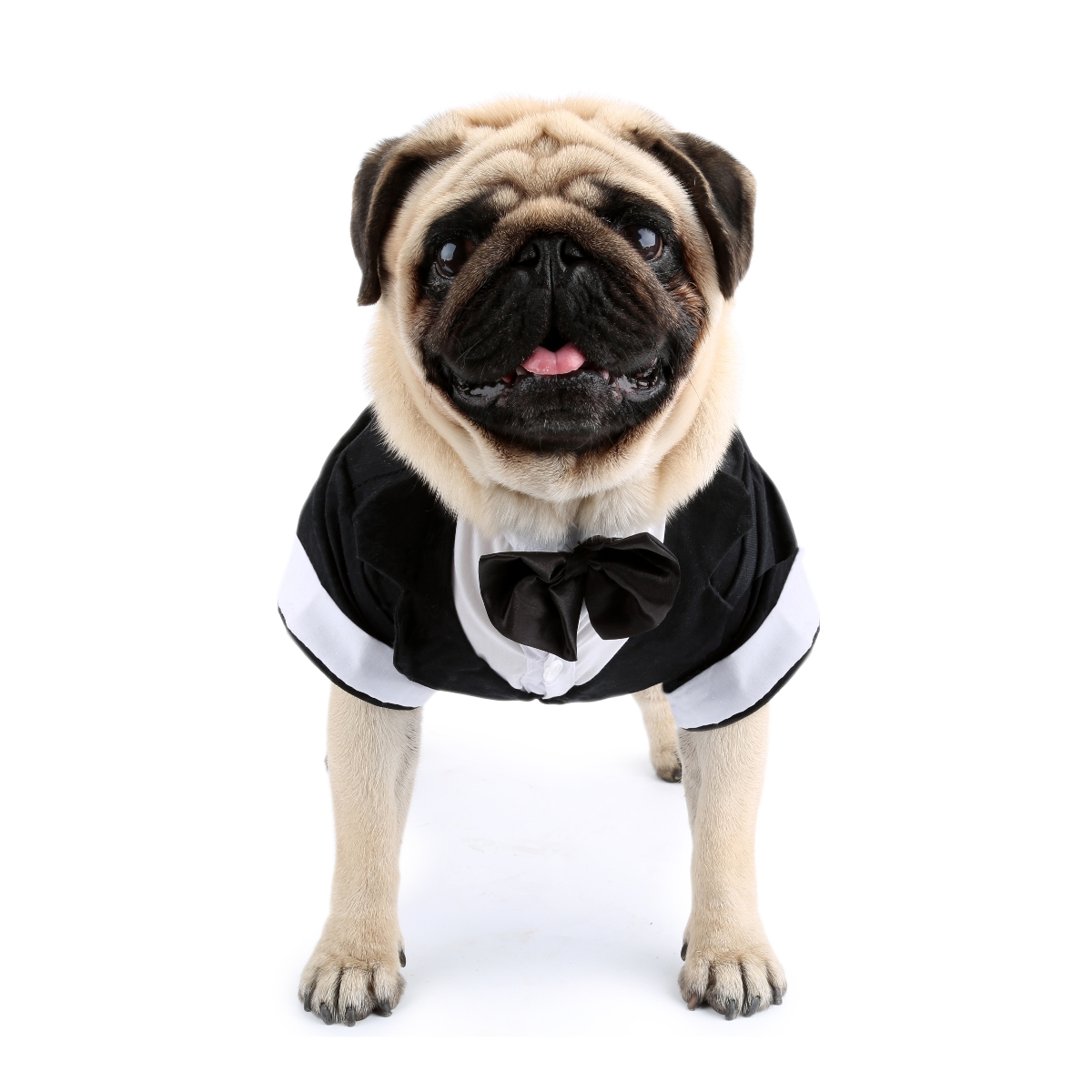 Köpek gömlek köpek giysileri,  - Summer Dog Clothing incelemesi ve fiyatı